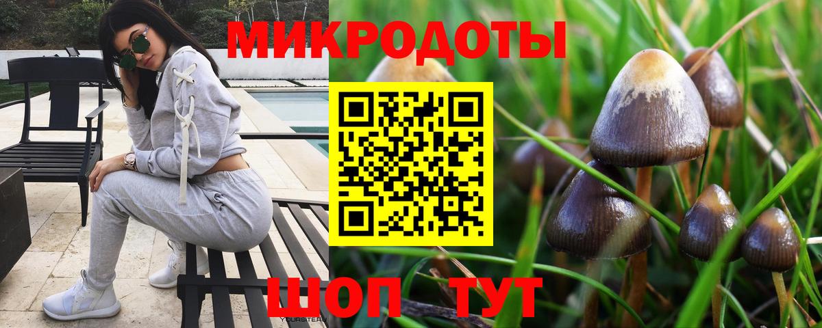 Псилоцибиновые грибы Psilocybe Великий Устюг